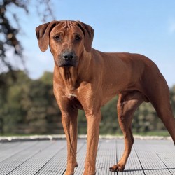 Hundeschule Vogt - Jabali