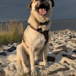 Hundeschule Vogt - Jakob