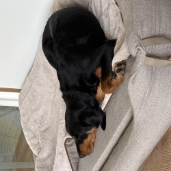 Hundeschule Vogt - Janis