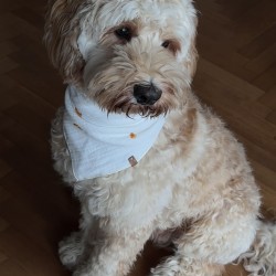 Hundeschule Vogt - Jerry