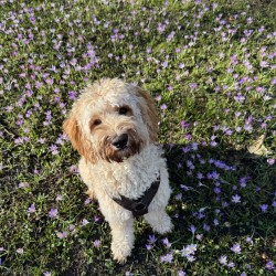 Hundeschule Vogt - Jerry
