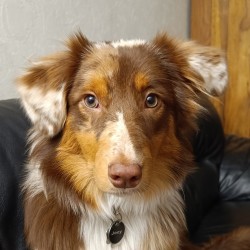 Hundeschule Vogt - Jocy