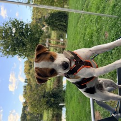 Hundeschule Vogt - Kalle