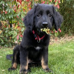 Hundeschule Vogt - KATIE