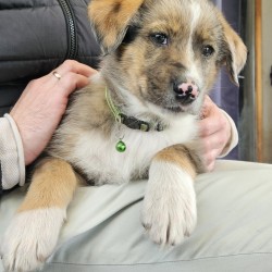 Hundeschule Vogt - Kenji