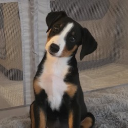 Hundeschule Vogt - Kitano