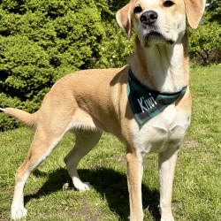 Hundeschule Vogt - Kiwi