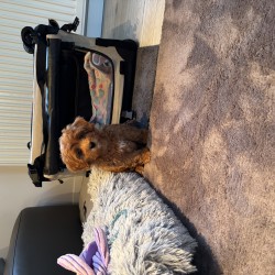 Hundeschule Vogt - Lani