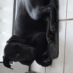 Hundeschule Vogt - Lilly