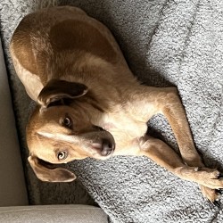 Hundeschule Vogt - Lotti