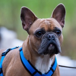 Hundeschule Vogt - Lou