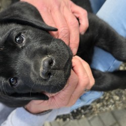 Hundeschule Vogt - Louie