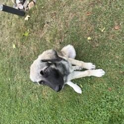 Hundeschule Vogt - Lucy