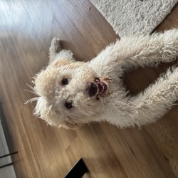 Hundeschule Vogt - Luigi