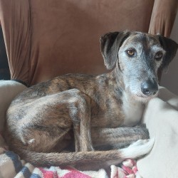 Hundeschule Vogt - Luis