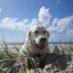 Hundeschule Vogt - Luna