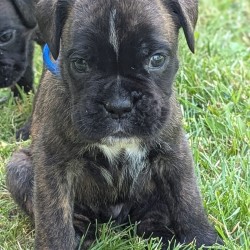 Hundeschule Vogt - Lupus-Goliath