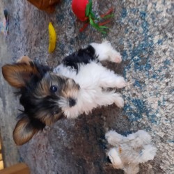 Hundeschule Vogt - Marafee