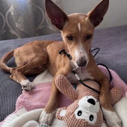 Hundeschule Vogt - Marco