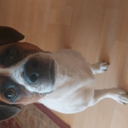 Hundeschule Vogt - Max