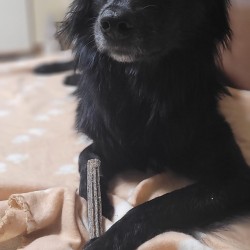 Hundeschule Vogt - Melly