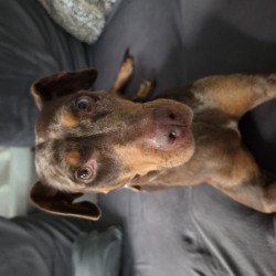 Hundeschule Vogt - Mila