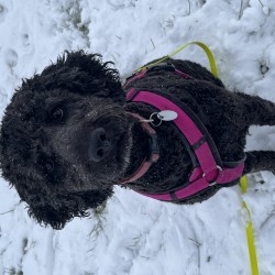 Hundeschule Vogt - Mira