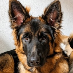 Hundeschule Vogt - Molly