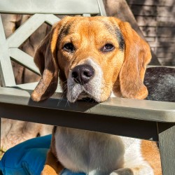 Hundeschule Vogt - Momo