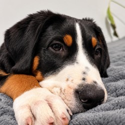 Hundeschule Vogt - Monty
