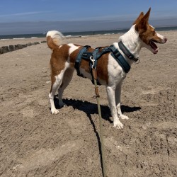 Hundeschule Vogt - Nami