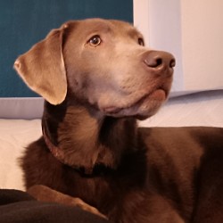 Hundeschule Vogt - Nanook