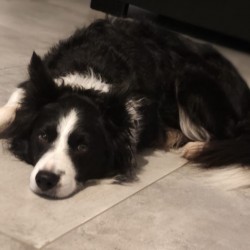 Hundeschule Vogt - Nanuk