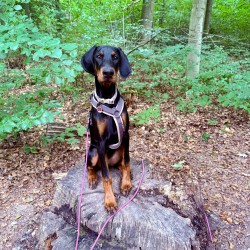 Hundeschule Vogt - Noxi