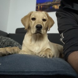 Hundeschule Vogt - Olivia