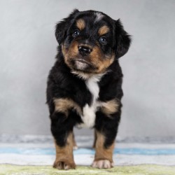 Hundeschule Vogt - Onyx