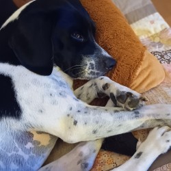Hundeschule Vogt - Otti