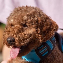 Hundeschule Vogt - Otto
