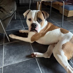 Hundeschule Vogt - Ozzy