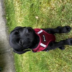 Hundeschule Vogt - Peanut