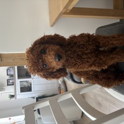 Hundeschule Vogt - Peanut
