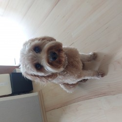 Hundeschule Vogt - Pebbles