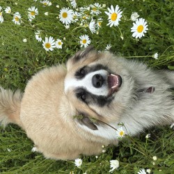 Hundeschule Vogt - Peddy