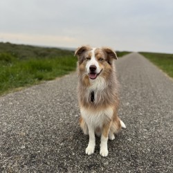 Hundeschule Vogt - Pepe