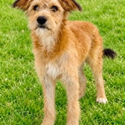Hundeschule Vogt - Peppa