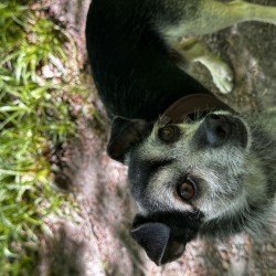 Hundeschule Vogt - Pixi