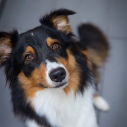 Hundeschule Vogt - Rhea