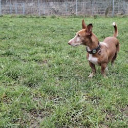 Hundeschule Vogt - Rufo