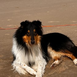 Hundeschule Vogt - Sam