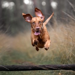 Hundeschule Vogt - Sam